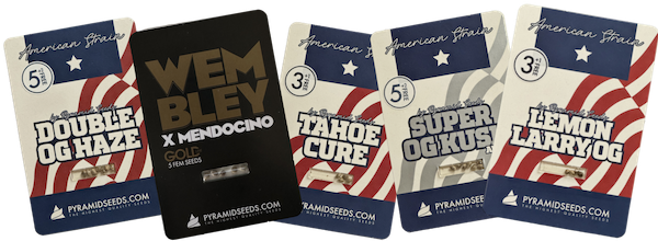 Packs de graines Kush de Pyramid Seeds : OG Kush, Purple Kush, Mendocino et plus
